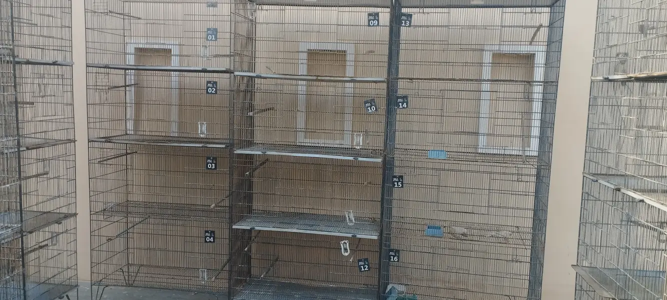 5 Star Birds Cages (8 cages available) — photo 4