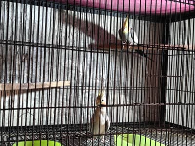 Cockatiel Breader pair for sale /0321/8081471/