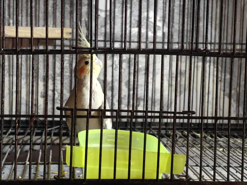 Cockatiel Breader pair for sale /0321/8081471/ — photo 2