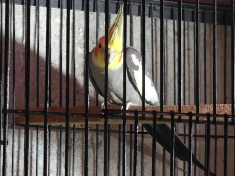 Cockatiel Breader pair for sale /0321/8081471/ — photo 3