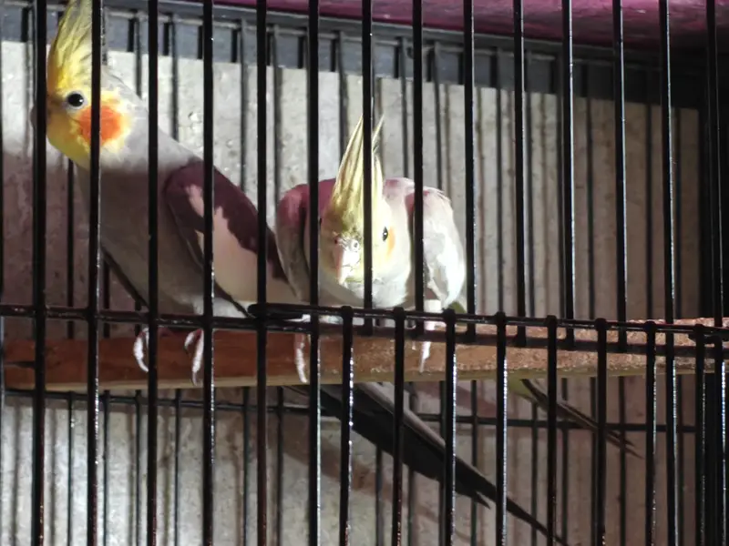 Cockatiel Breader pair for sale /0321/8081471/ — photo 4