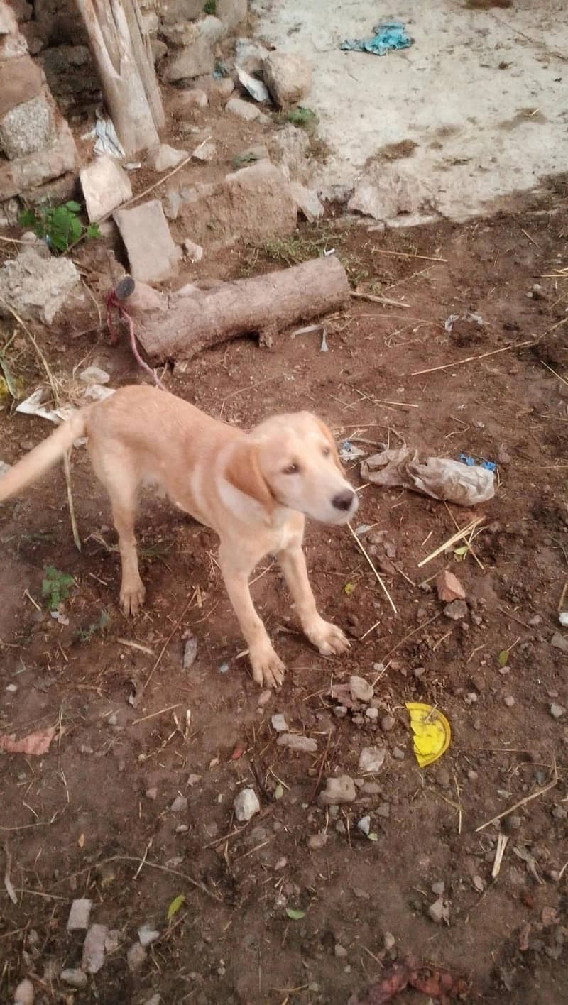 labradog 0