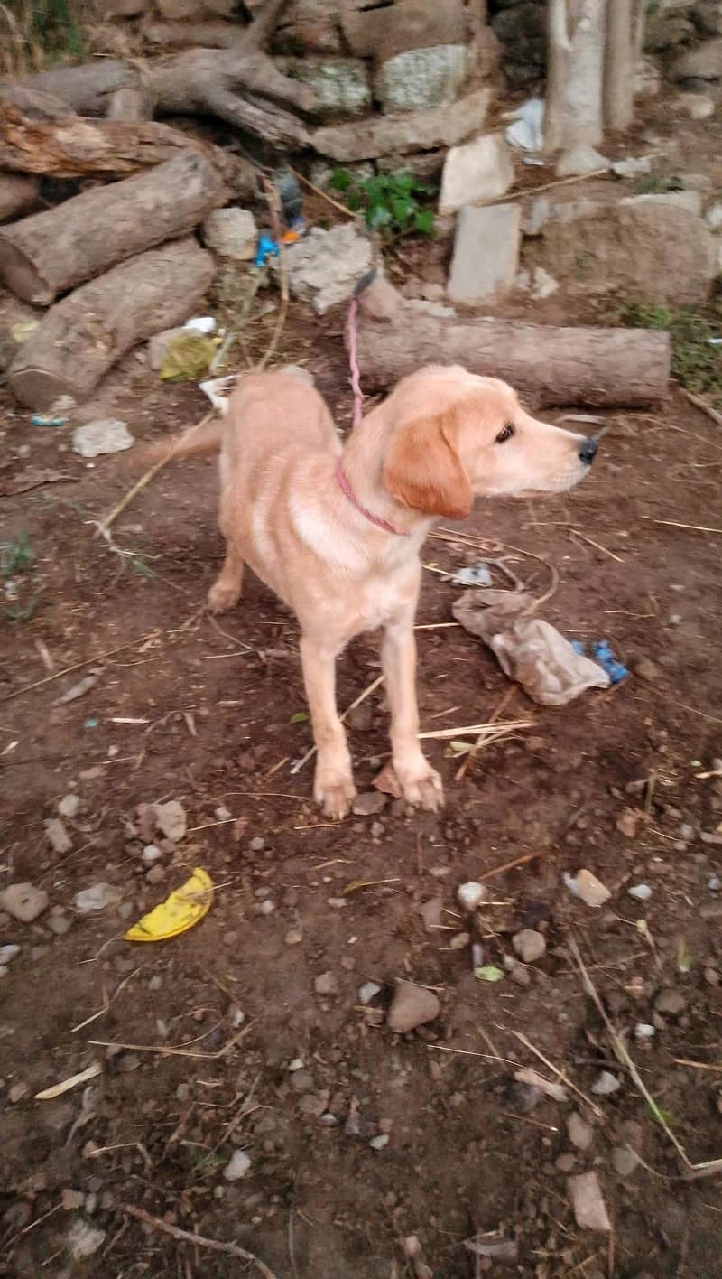 labradog 1