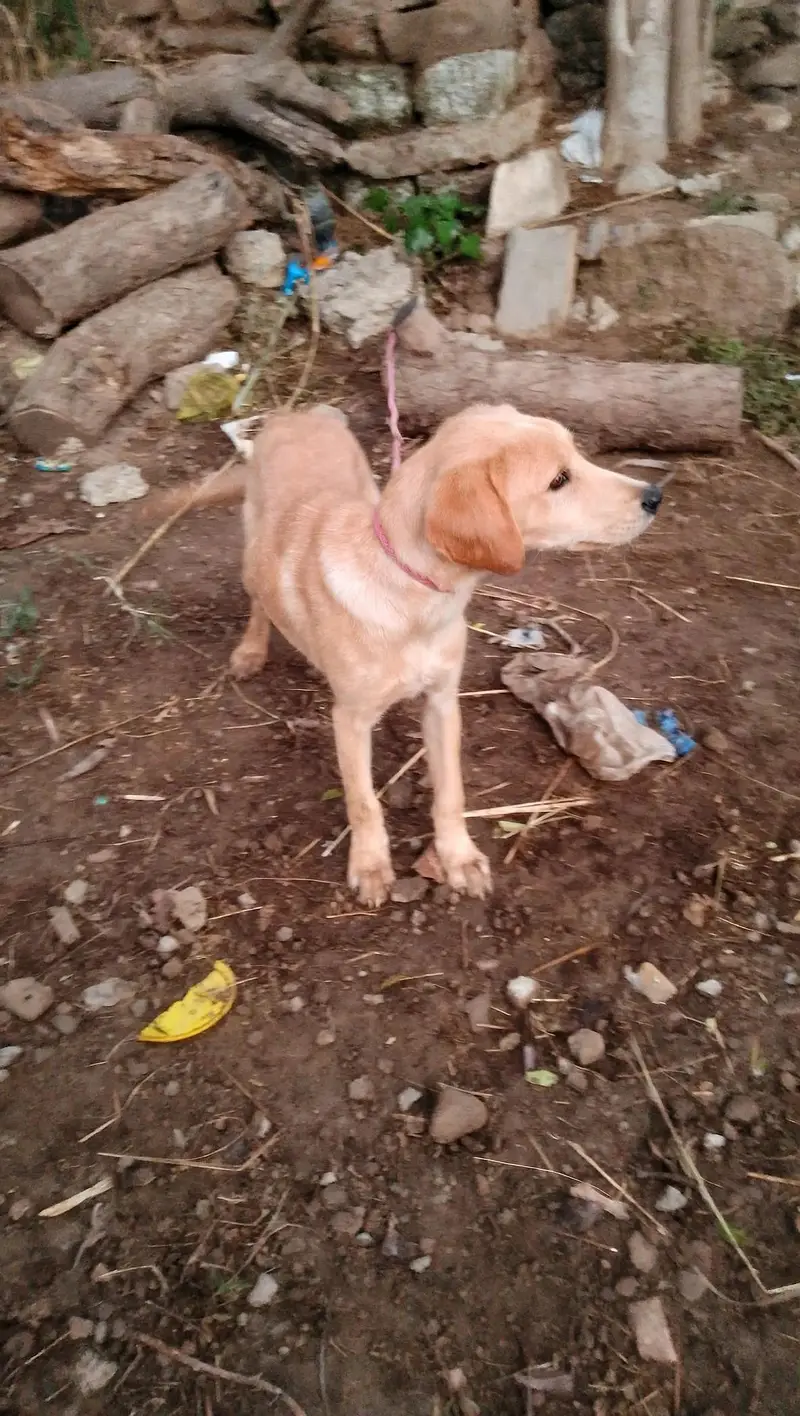 labradog — photo 2
