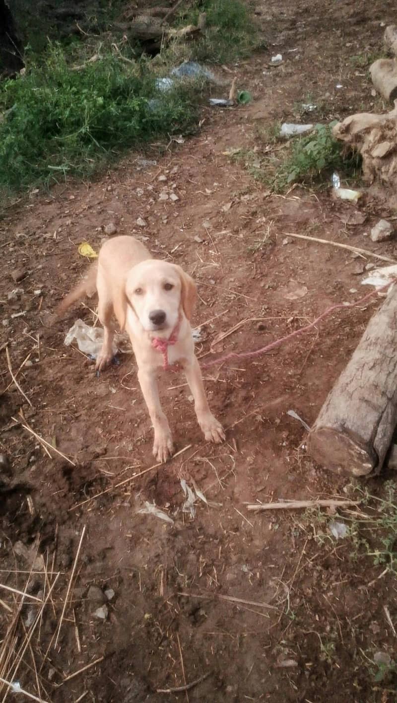 labradog 2