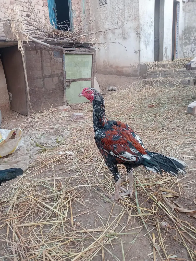 aseel Patta for sale — photo 2