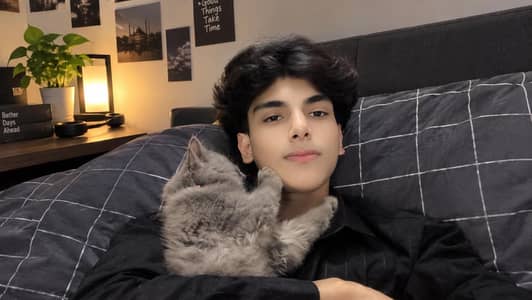 cat Himalayan
