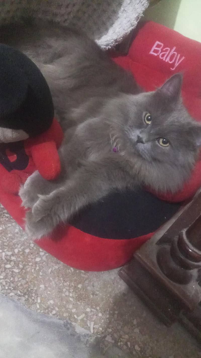 cat Himalayan 1