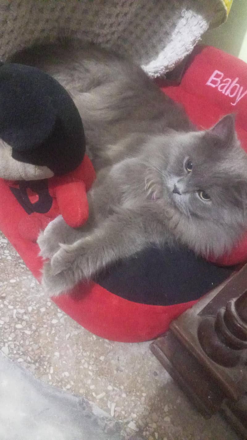 cat Himalayan 2