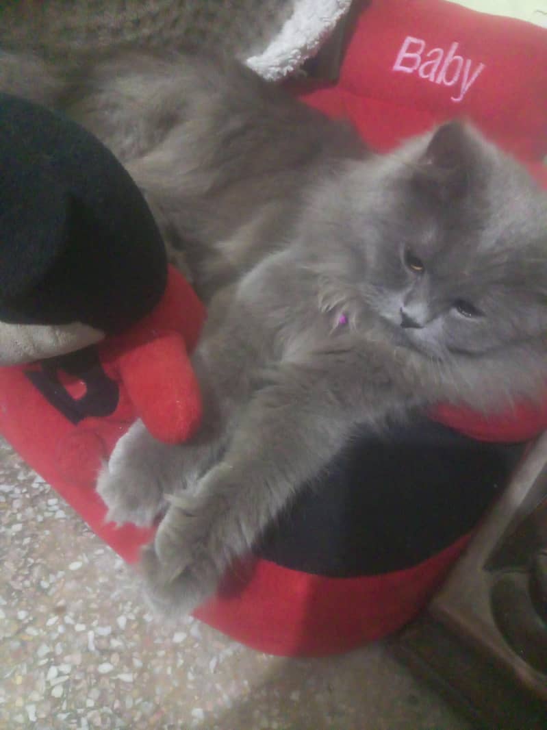 cat Himalayan 3