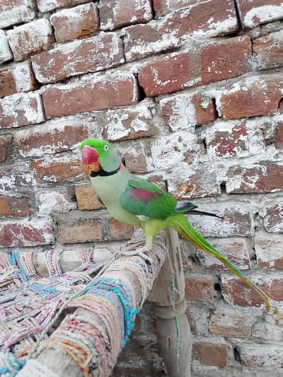 kashmiri raw parrot