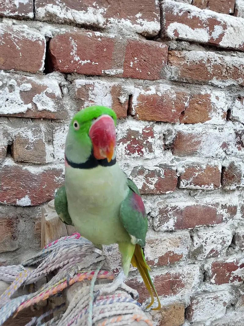 kashmiri raw parrot — photo 2