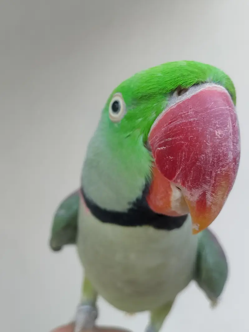 kashmiri raw parrot — photo 3