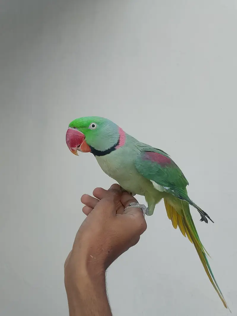 kashmiri raw parrot — photo 4