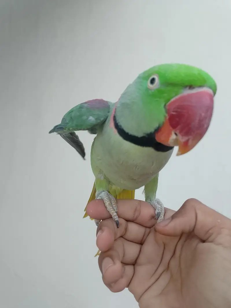 kashmiri raw parrot — photo 5