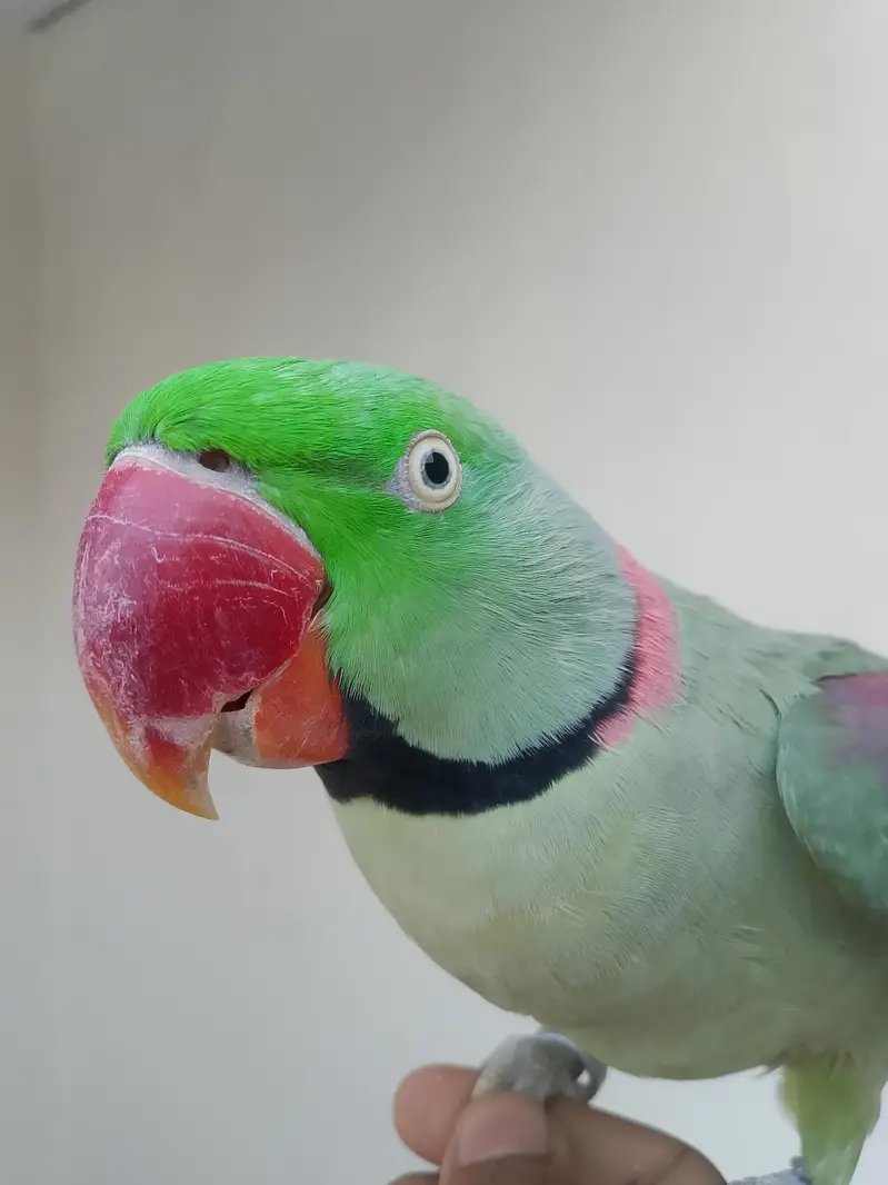 kashmiri raw parrot — photo 6