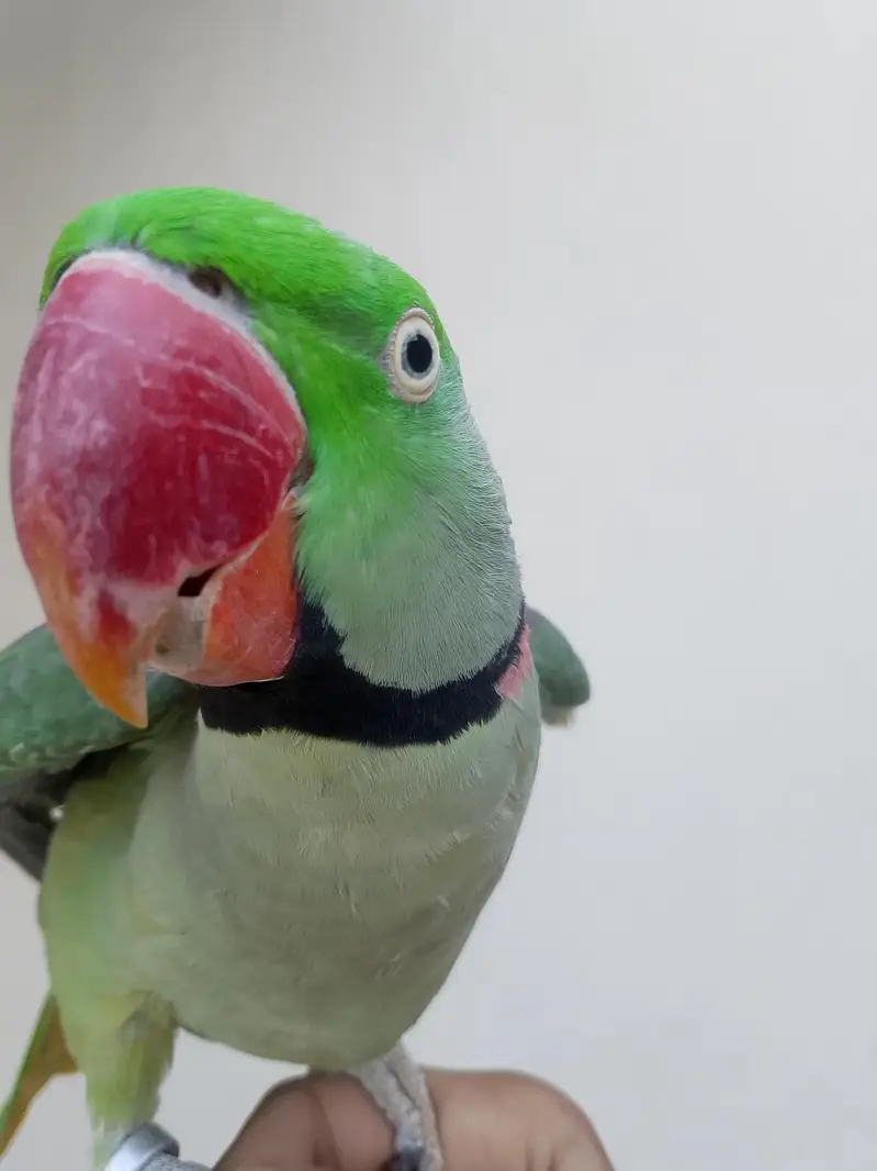 kashmiri raw parrot — photo 7