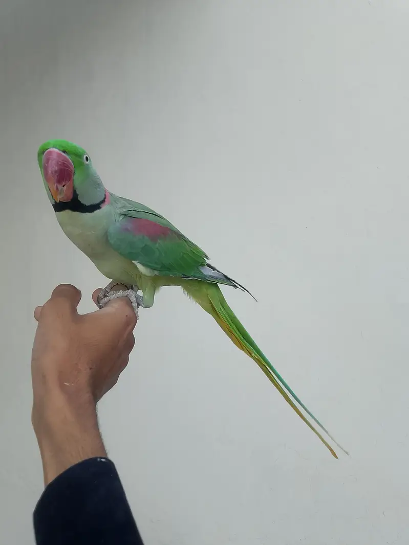 kashmiri raw parrot — photo 8