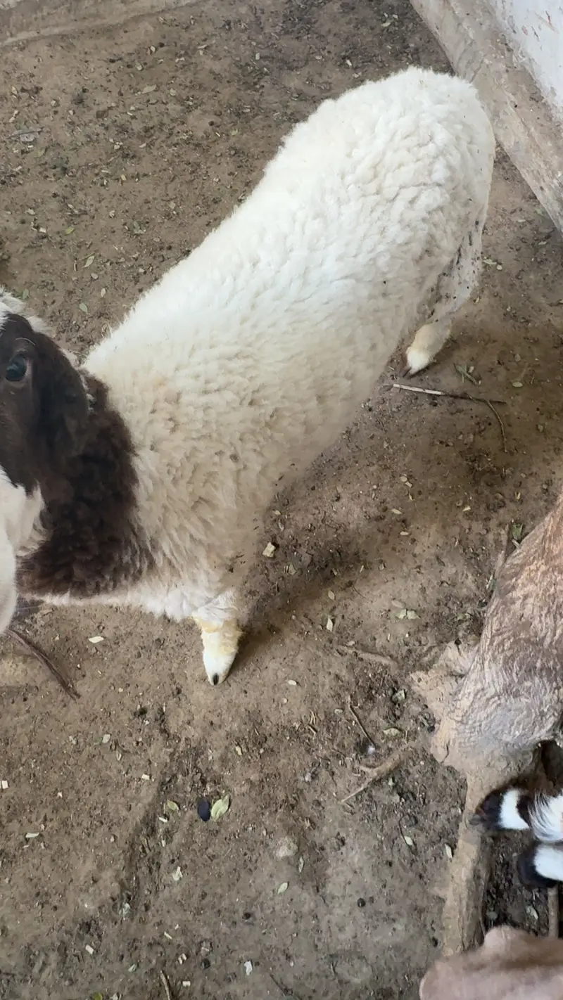 Dumbay ka baccha for sale — photo 2
