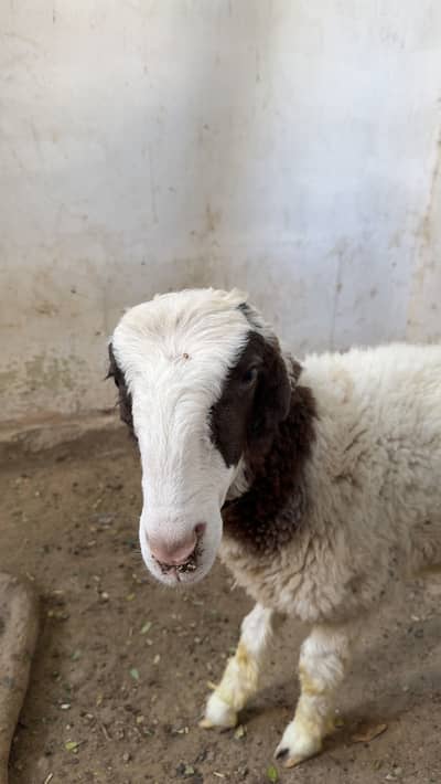 Dumbay ka baccha for sale