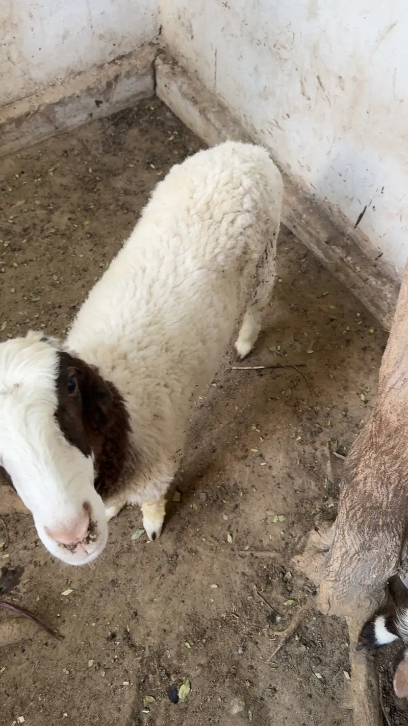 Dumbay ka baccha for sale — photo 3