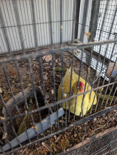 breeder Yellow ringneck parrot for sale
