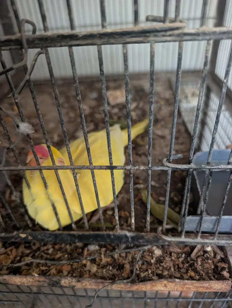 breeder Yellow ringneck parrot for sale — photo 2