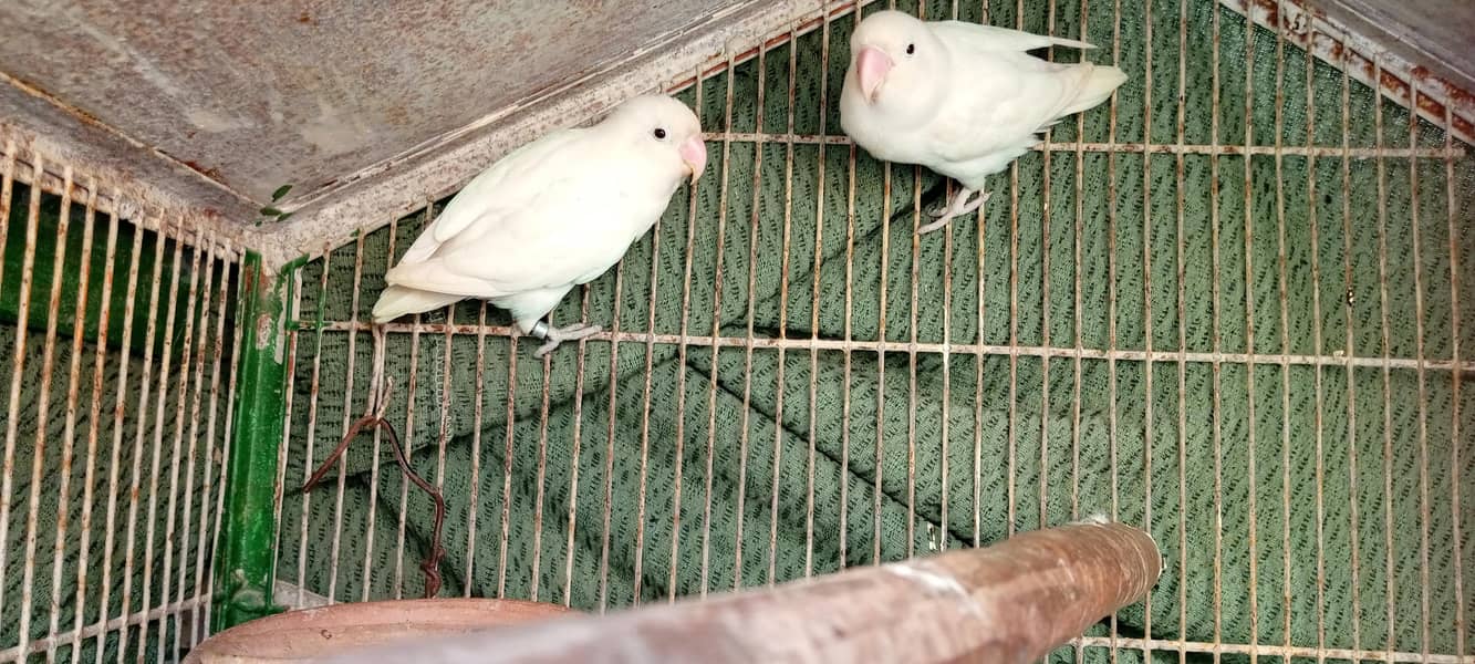 Albino 0