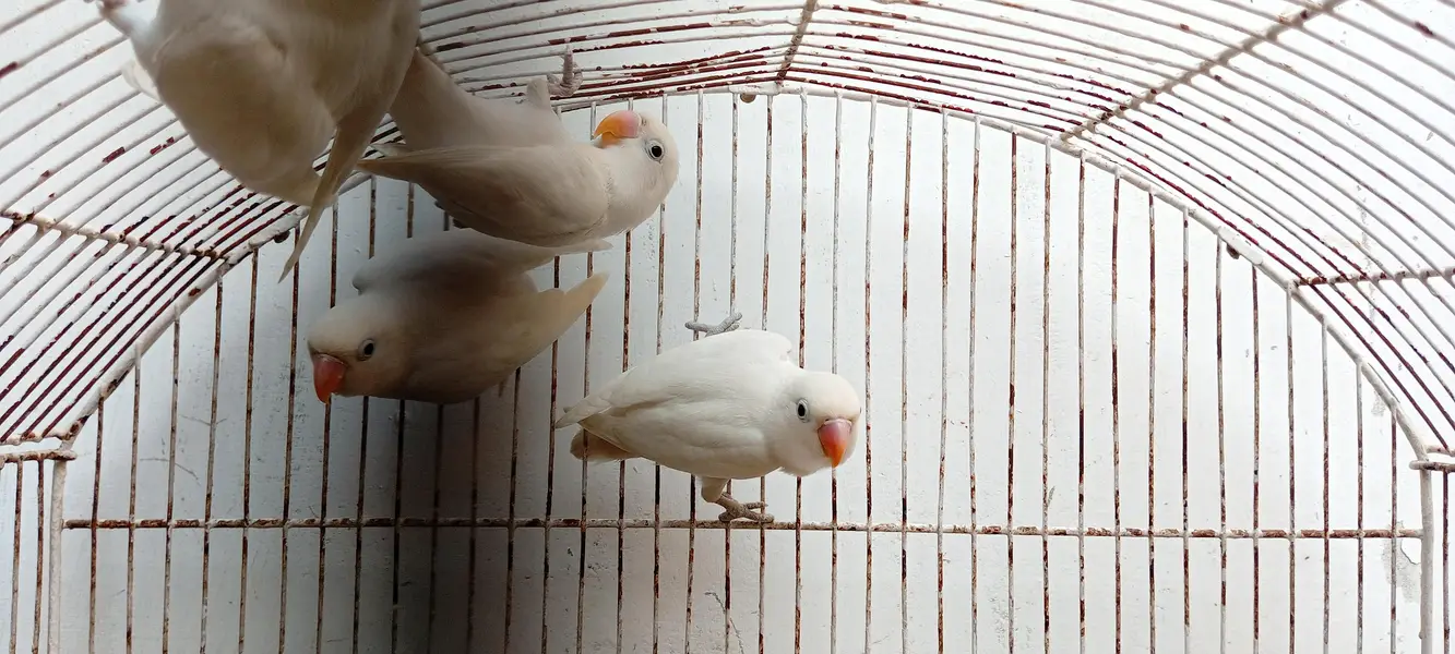 Albino — photo 2