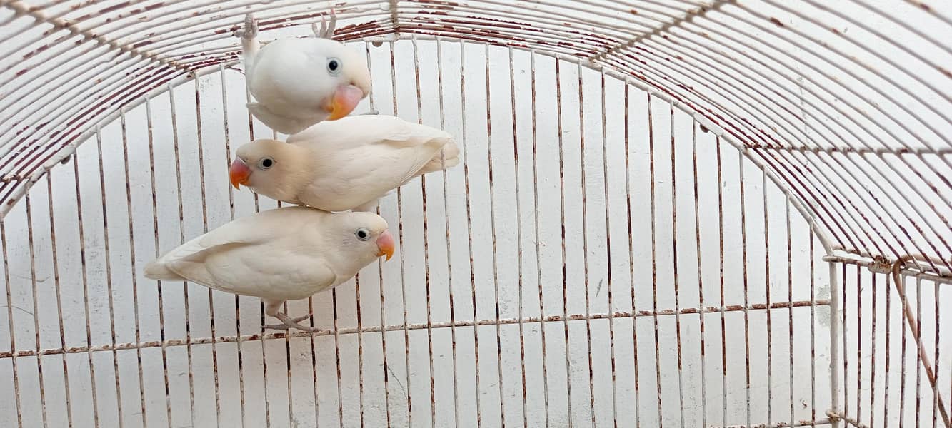 Albino 2