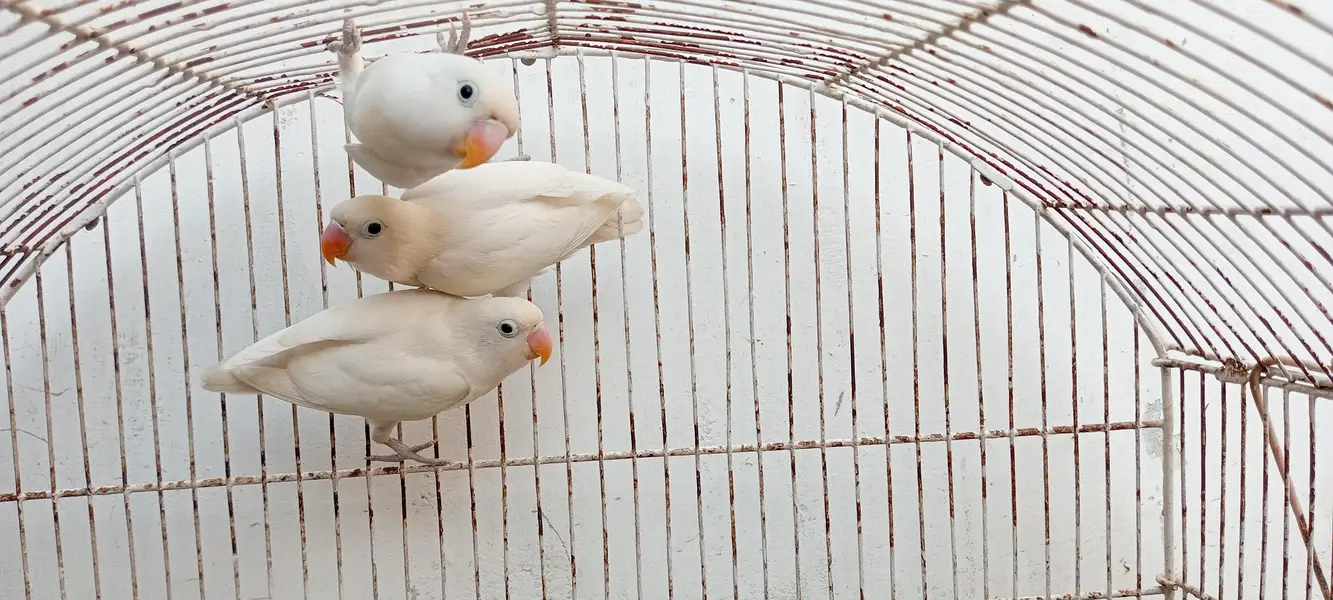 Albino — photo 3