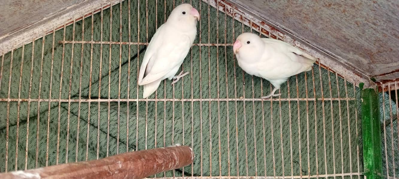 Albino 3