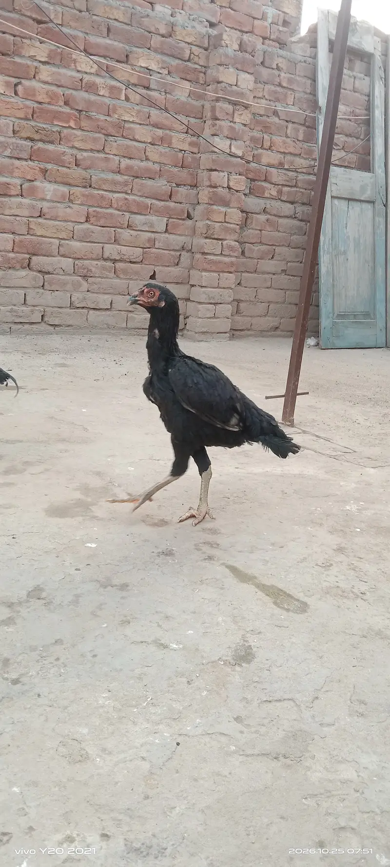 Pair of 3 mushka — photo 2