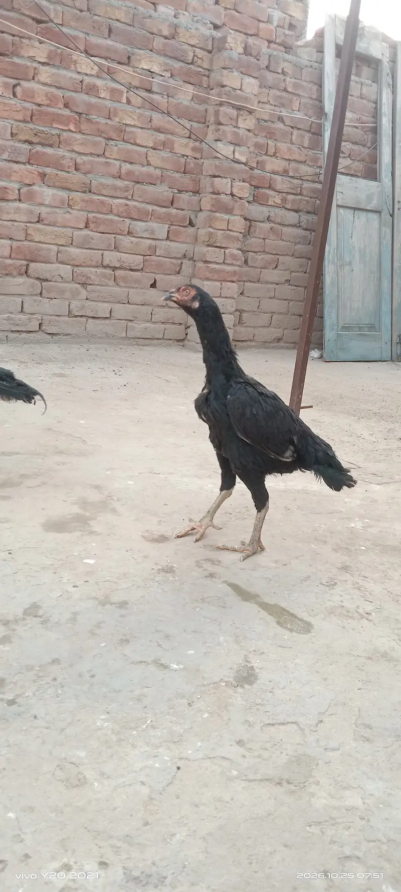 Pair of 3 mushka — photo 3