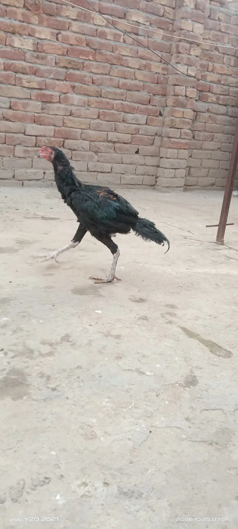 Pair of 3 mushka — photo 4