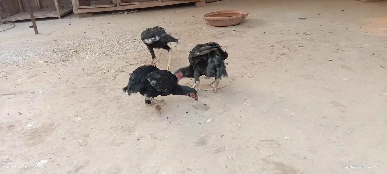 Pair of 3 mushka — photo 5