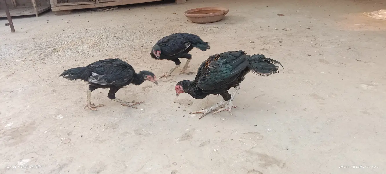Pair of 3 mushka — photo 6