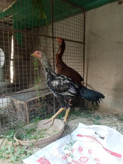 Aseel/Murga/Pair/Hen/Cock/Jawa/Java/Murgi/