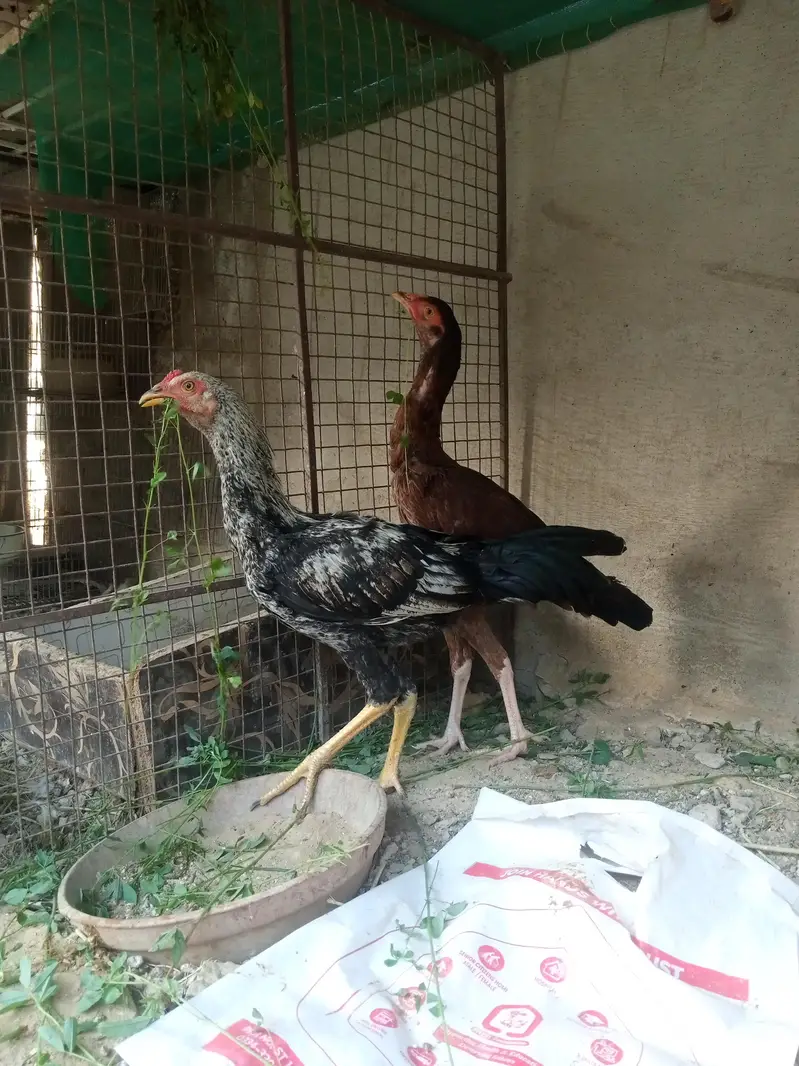 Aseel/Murga/Pair/Hen/Cock/Jawa/Java/Murgi/ — photo 2