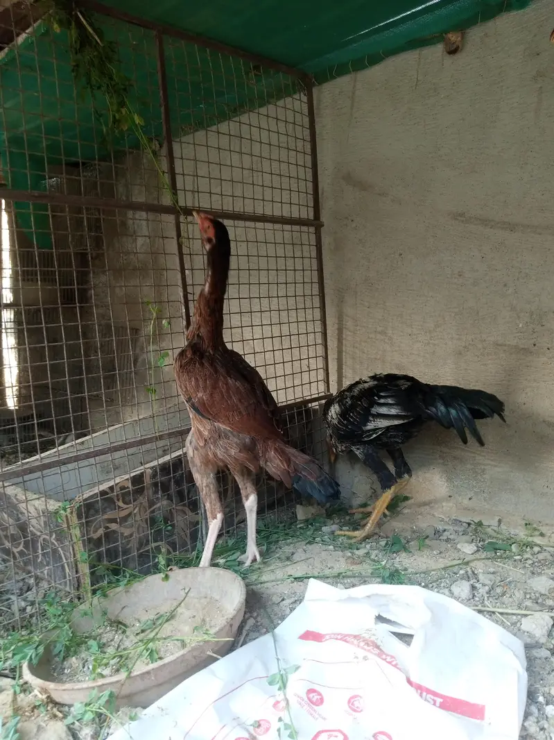 Aseel/Murga/Pair/Hen/Cock/Jawa/Java/Murgi/ — photo 3