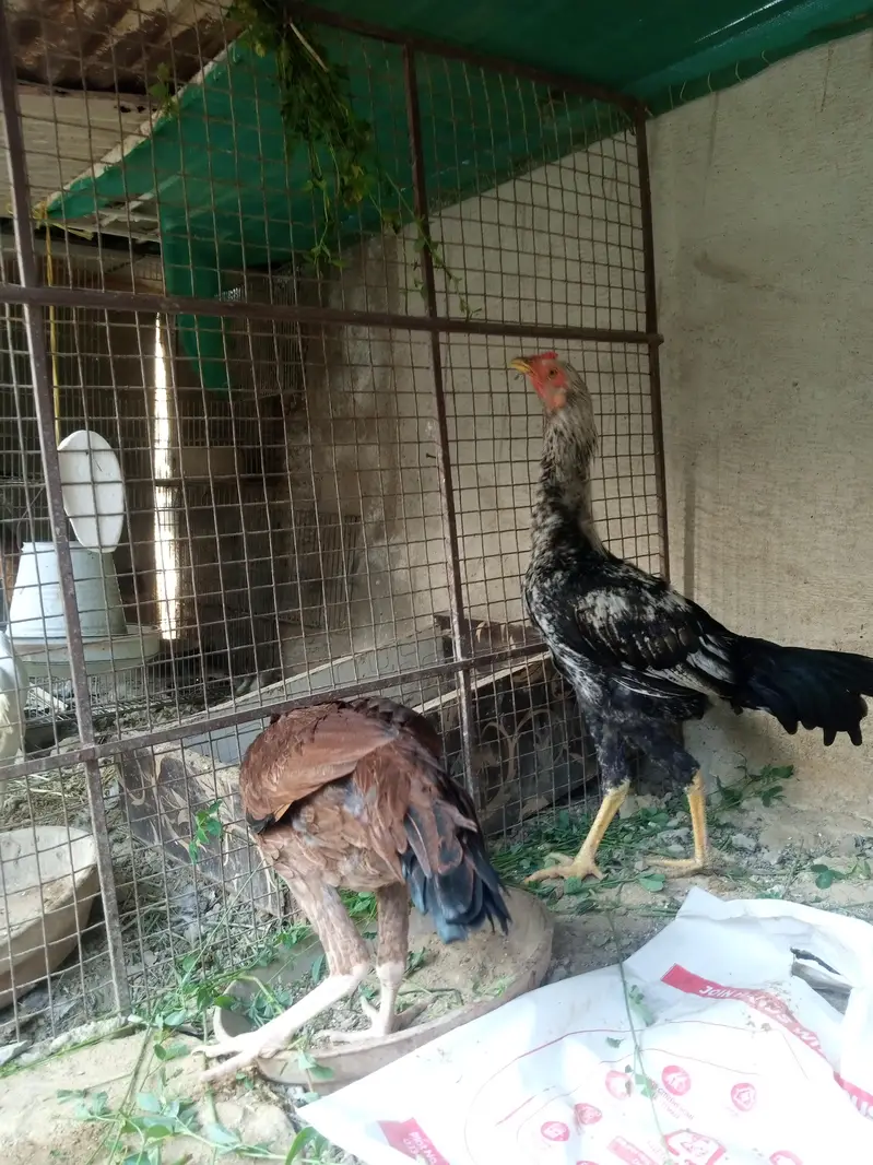 Aseel/Murga/Pair/Hen/Cock/Jawa/Java/Murgi/ — photo 4
