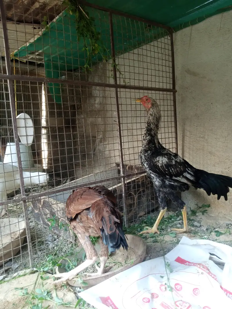 Aseel/Murga/Pair/Hen/Cock/Jawa/Java/Murgi/ — photo 5