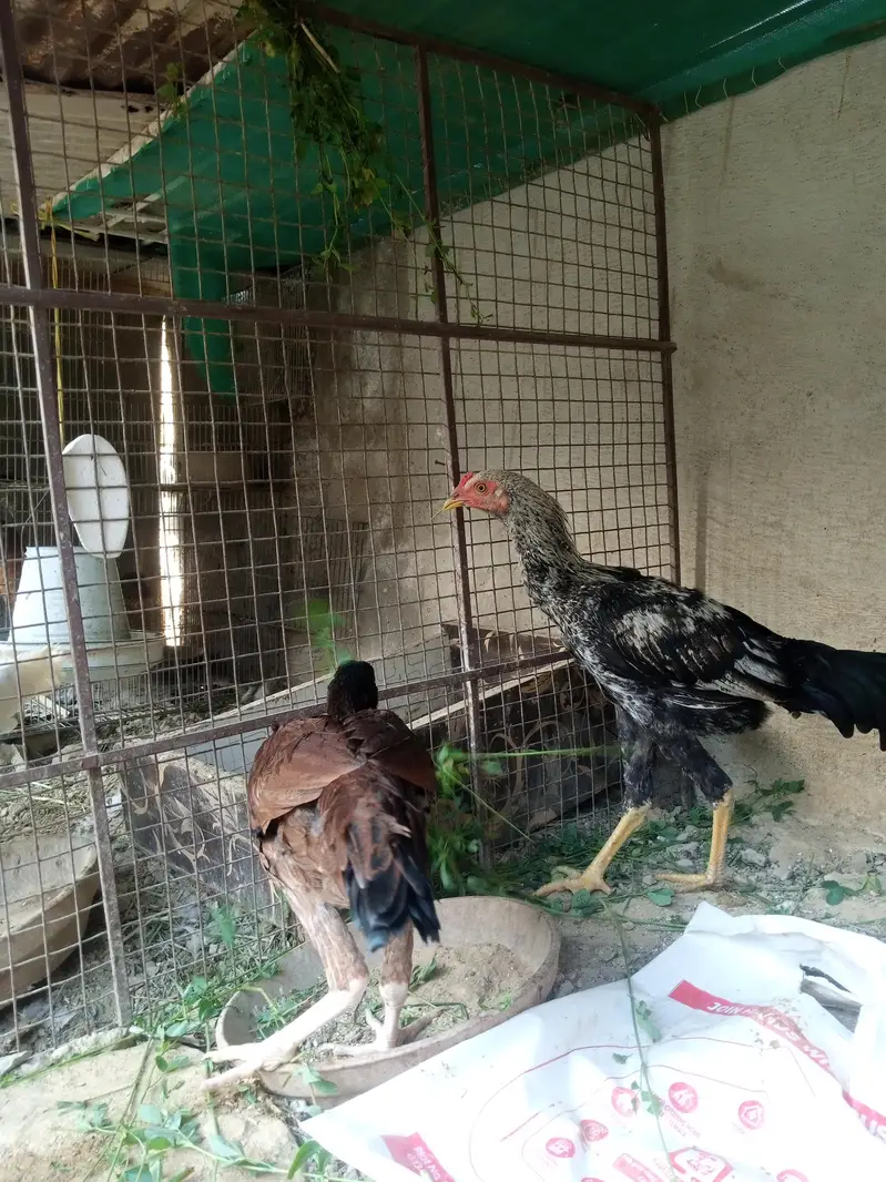 Aseel/Murga/Pair/Hen/Cock/Jawa/Java/Murgi/ — photo 6