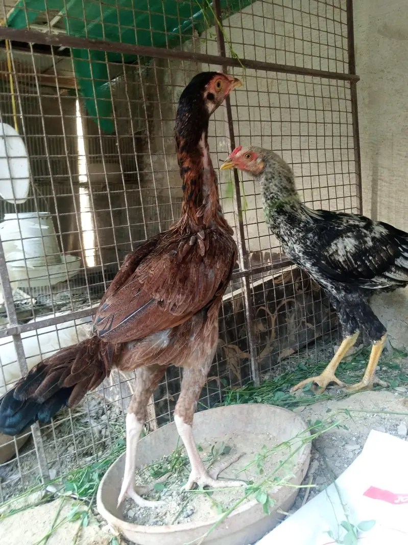 Aseel/Murga/Pair/Hen/Cock/Jawa/Java/Murgi/ — photo 7