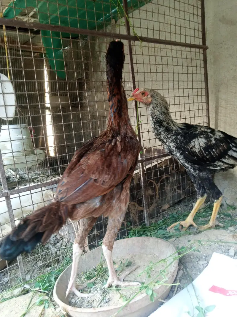 Aseel/Murga/Pair/Hen/Cock/Jawa/Java/Murgi/ — photo 8