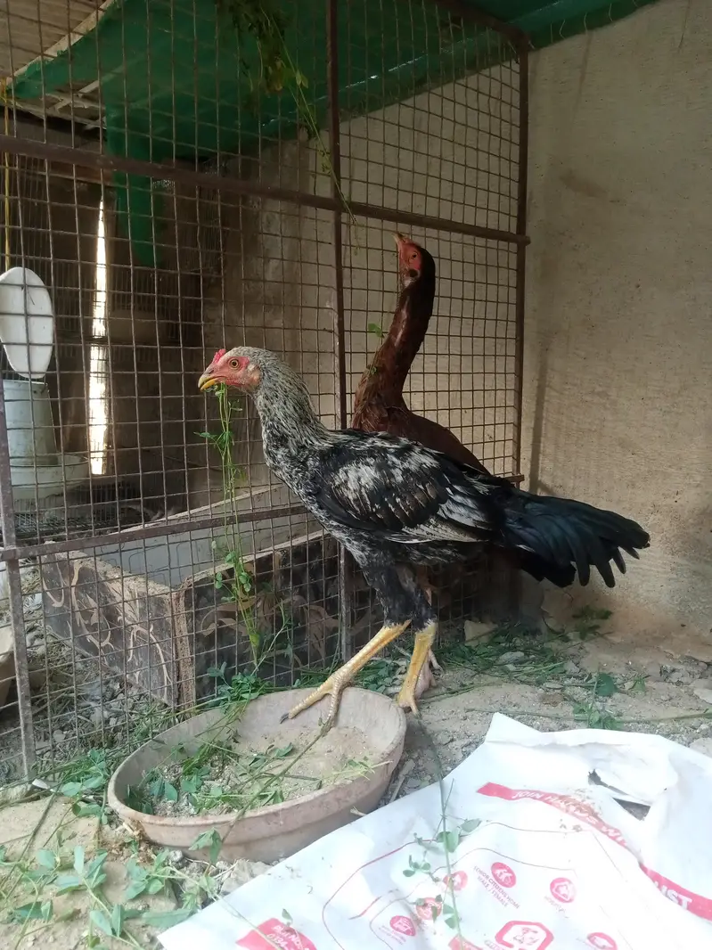 Aseel/Murga/Pair/Hen/Cock/Jawa/Java/Murgi/ — photo 9