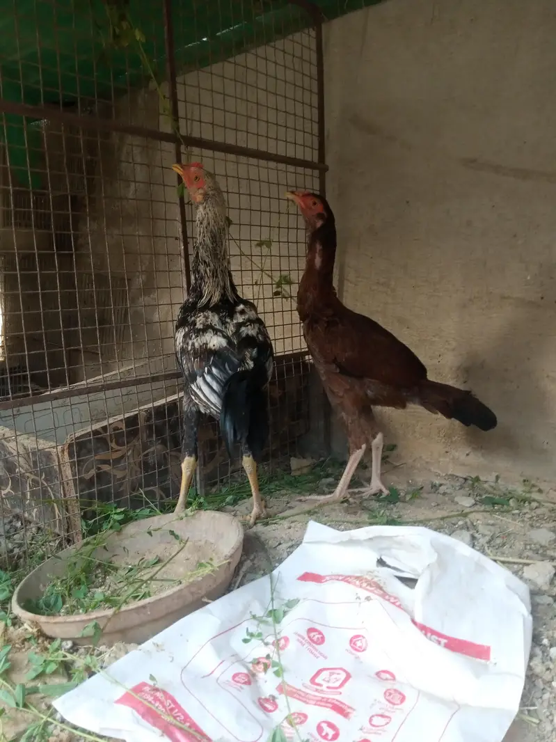 Aseel/Murga/Pair/Hen/Cock/Jawa/Java/Murgi/ — photo 10