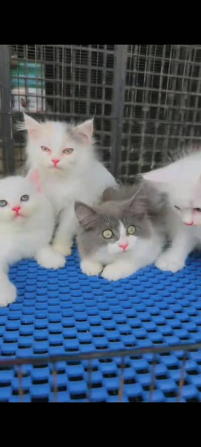 Persian cat for sale male or female my WhatsApp 348=60=30=296