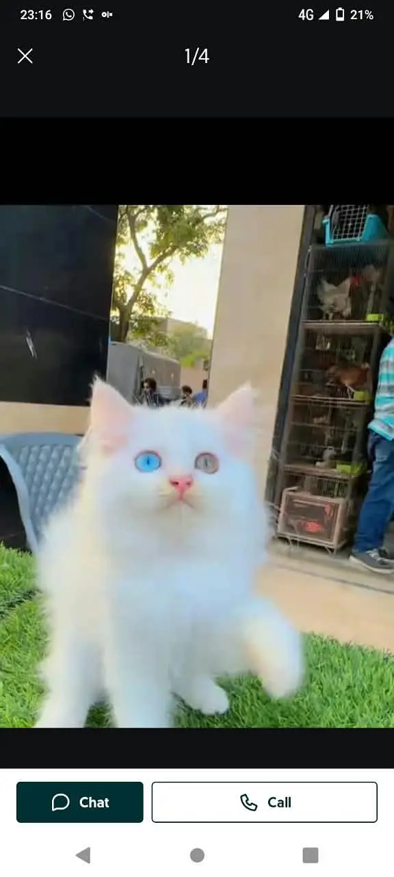 Persian cat for sale male or female my WhatsApp 348=60=30=296 — photo 2