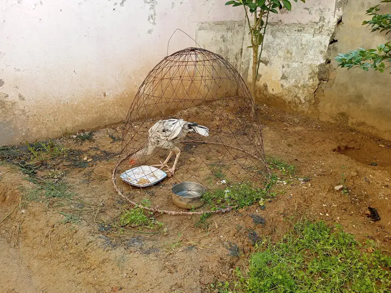 aseel pathaa — photo 3